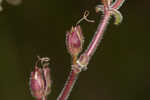 Manyflower beardtongue